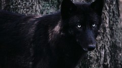 Timber Wolf