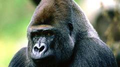 Time please high gorillas res lolrilla