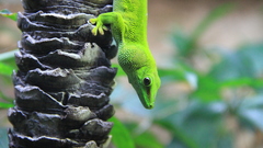 Time small high thats img