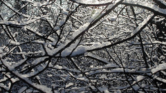 To Save The branches