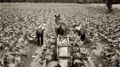 Tobacco high shoofly