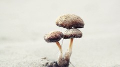 Together mushrooms stick