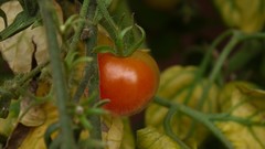 Tomatoes