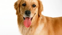 Tongue golden retriever Dogs