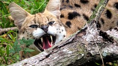 Tongue teeth angry serval