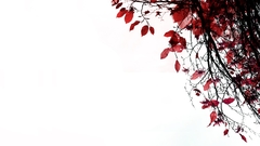 Top right corner abstract