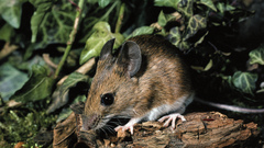 Totem mouse high computer