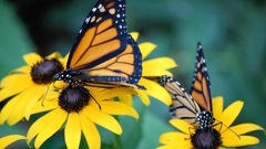 Toto san colorful Butterflies