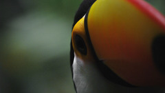 Toucan by gardasamad not