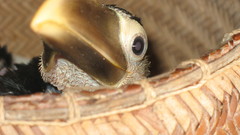 Toucan nothing is hotter