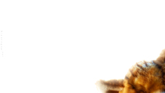 Toys tiger white background