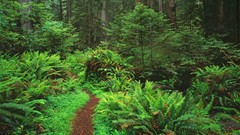Trail California Ferns paths national park