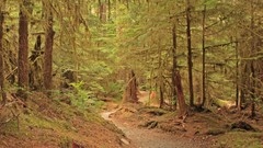 Trail jungle forests