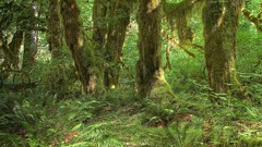 Trail national park Rainforest valleys
