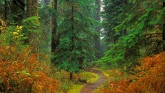 Trail Washington national park