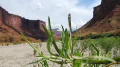 Train rollin high long