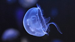 Transparent jellyfish depth of