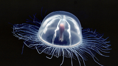 Transparent jellyfish xl forgot
