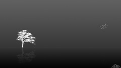 Tree and some Invert brids tfngwena