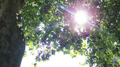 Tree and sun nature