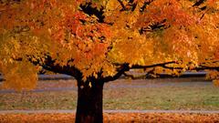 Tree autumn fall colors golden