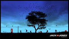 Tree Birds great The amp Resolution