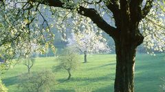 Tree cherry germany The Know name what file