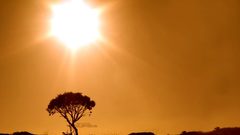 Tree desert sunshine