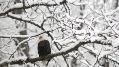 Tree eagle snowy high Resolution