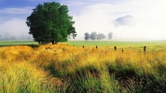 Tree field beautiful com and hulkshare ftjycw