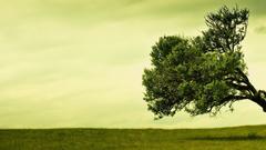 Tree for nice looking This smaller versin