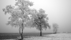 Tree Frozen baum gefrorenen