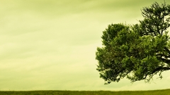 Tree greenery windblown