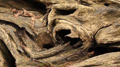 Tree high Resolution