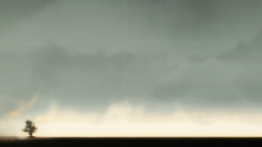 Tree horizon skyline nature