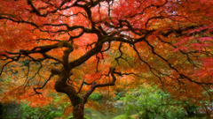 Tree Japanese high Resolution