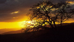 Tree landscape nature