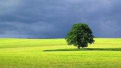 Tree landscape Your scenery best post