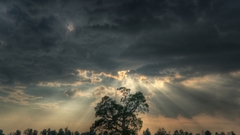 Tree Life clouds sun