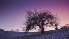 Tree on snowy hill
