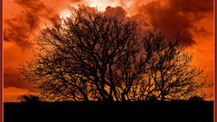 Tree orange backround nature