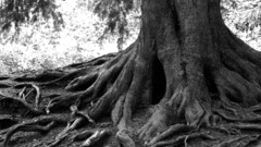 Tree roots high some ) With Resolution