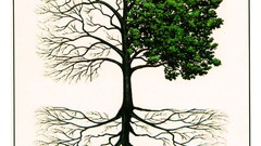 Tree roots original high deified Resolution