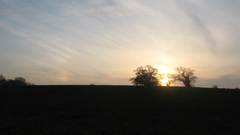 Tree silhouette in sunset