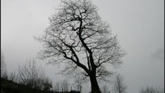 Tree silhouette taramara