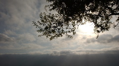 Tree sky clouds horizon