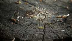 Tree stump nature Trees