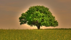 Tree surreal high nature