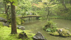 Tree time mossy river