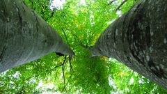 Tree top Green birch